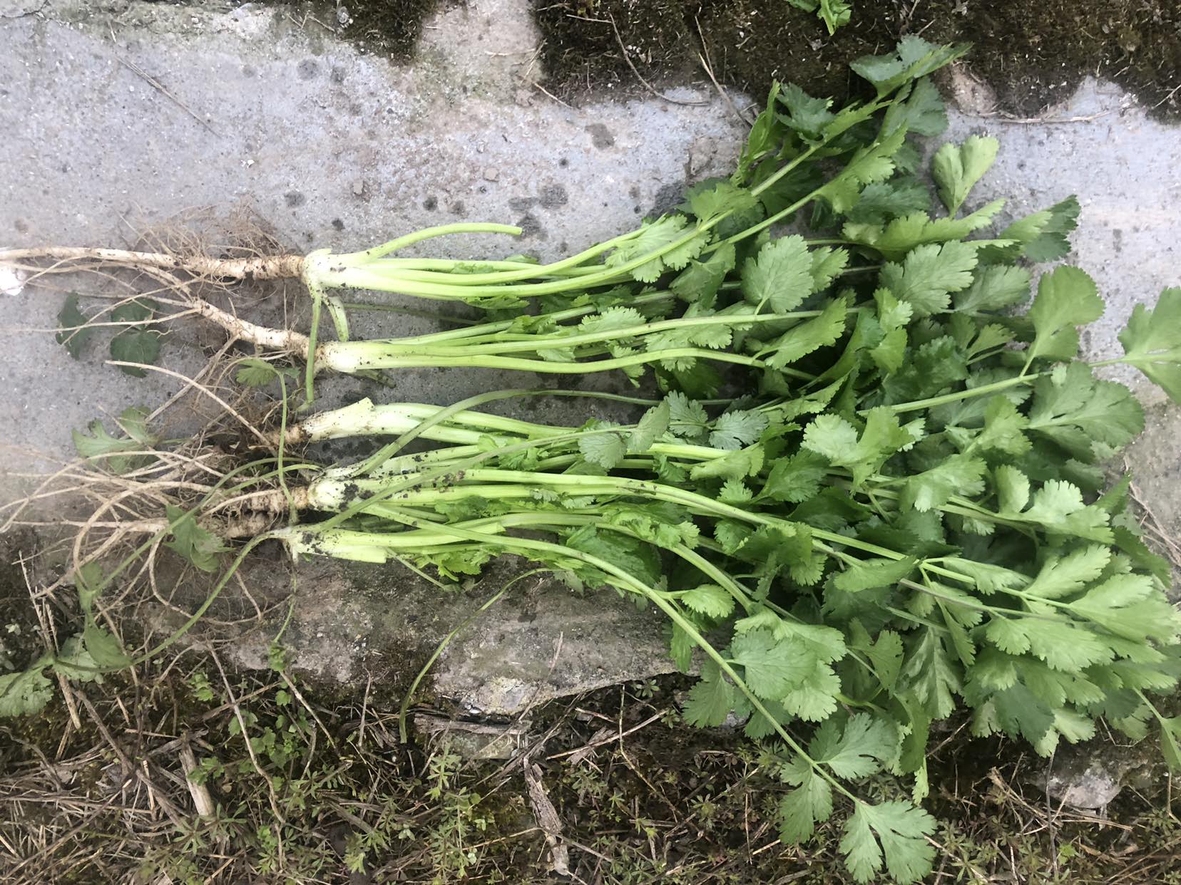 一株新鲜的大叶香菜,叶子宽大翠绿,根部干净,背景为田园环境 大叶香菜植株特写