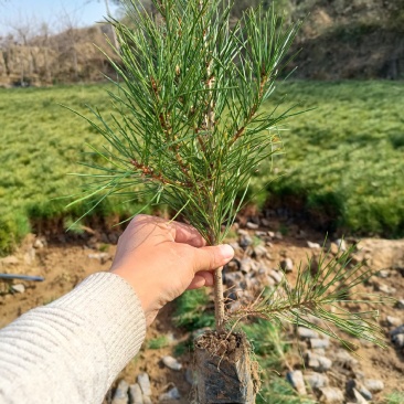 白皮松营养杯苗山西运城临猗新峰苗木合作社