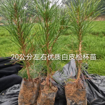 白皮松营养杯苗，30公分左右优质白皮松杯苗