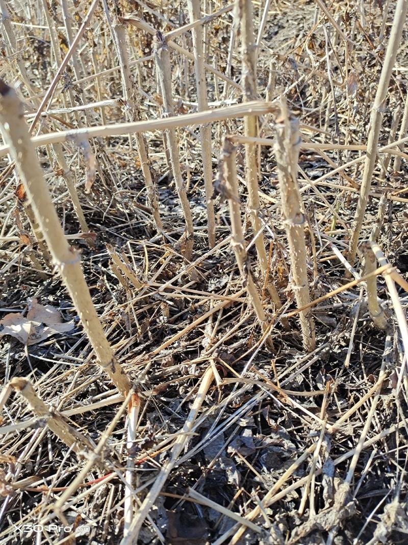 刺嫩芽苗一年生二年生三年生有需要的可以联系我