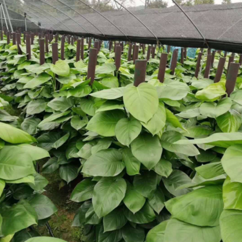 绿箩柱，一米五绿箩柱有需要的联系，
