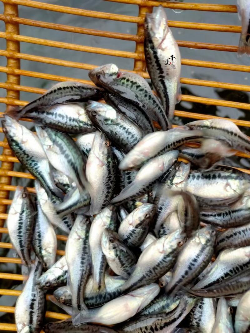 【推荐】加洲鲈鱼苗基地供应量大优惠送货上门欢迎选购下单