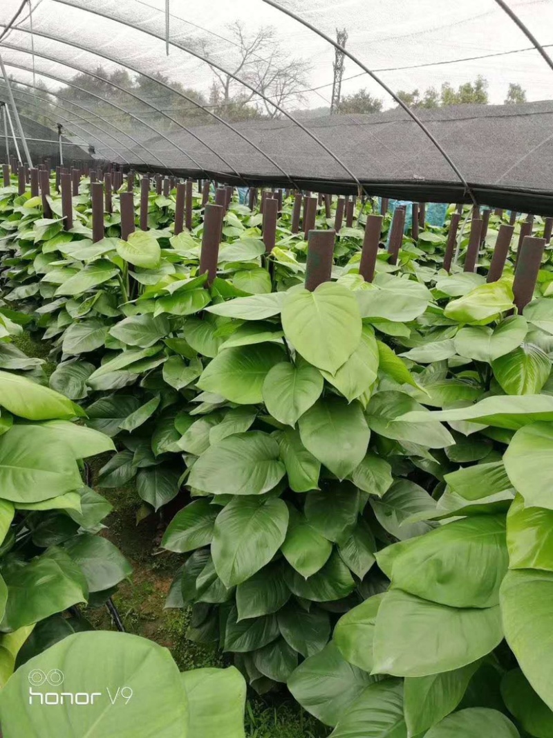 绿箩柱，一米五绿箩柱有需要的联系，