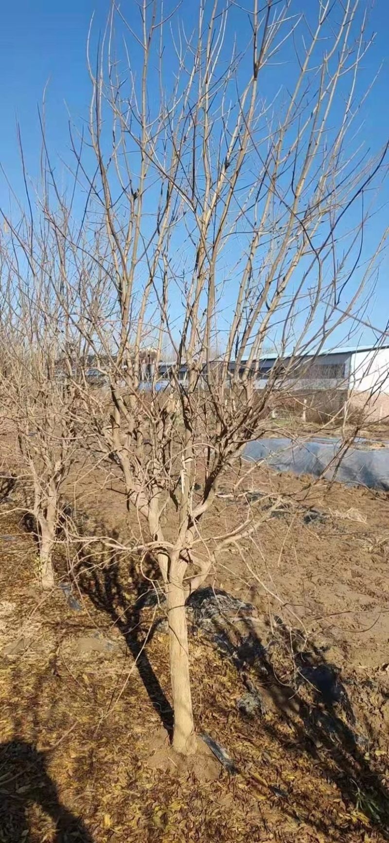 优质石榴树3到8公分丛生石榴苗圃直销