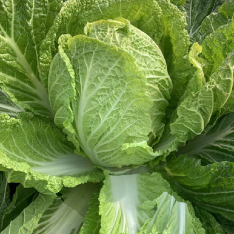 【黄心白菜】黄心白菜，货源充足，品质有保证欢迎联系