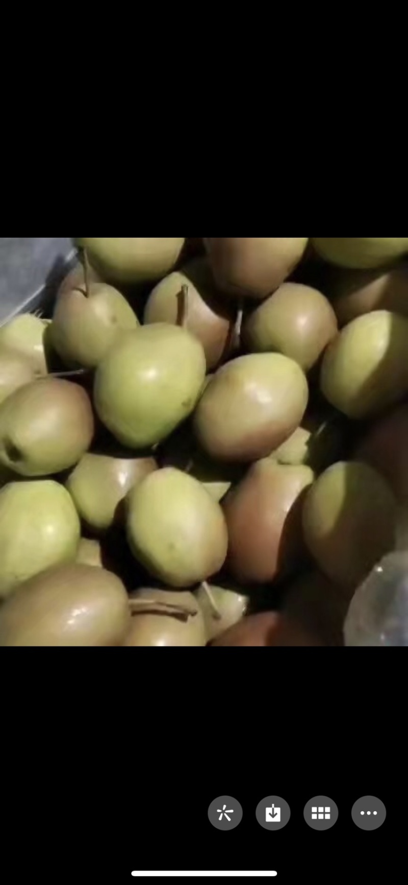 皇冠梨