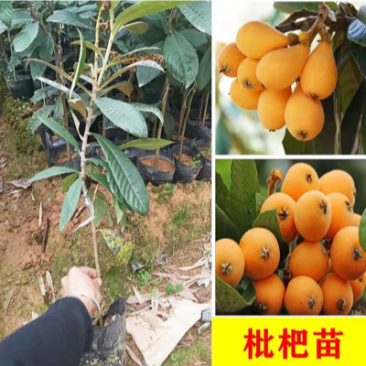 广西枇杷苗嫁接大五星枇杷果树苗南方北方水果苗带土带叶