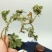 千层塔，干货千层，一手货源，品质保证，药典标准一公斤起批