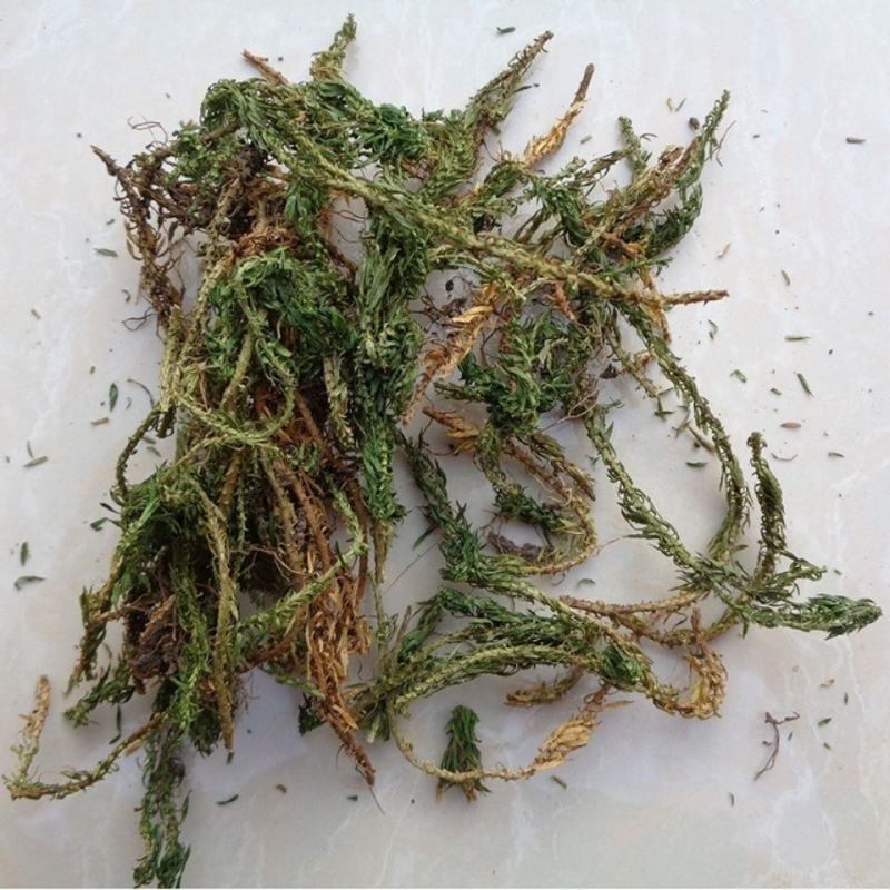 千层塔，干货千层，一手货源，品质保证，药典标准一公斤起批