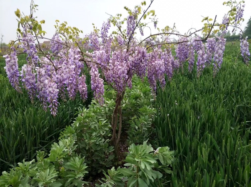 紫藤苗木基地，等用地大量处理一批种苗，可嫁接用，做盆景