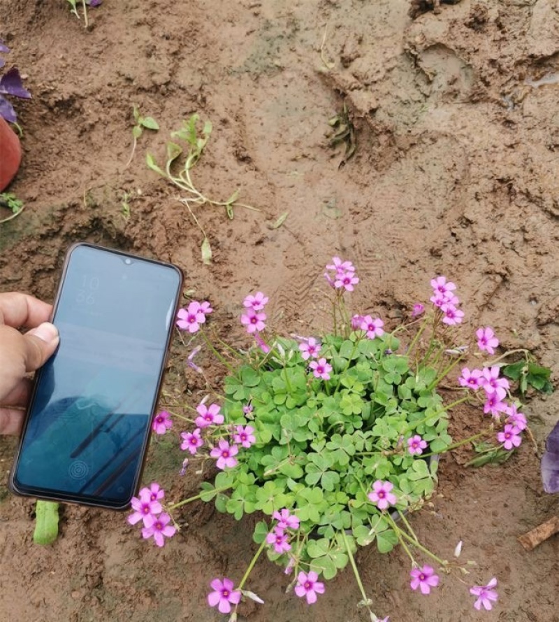 红花醡浆草种植基地醡浆草基地批发供应