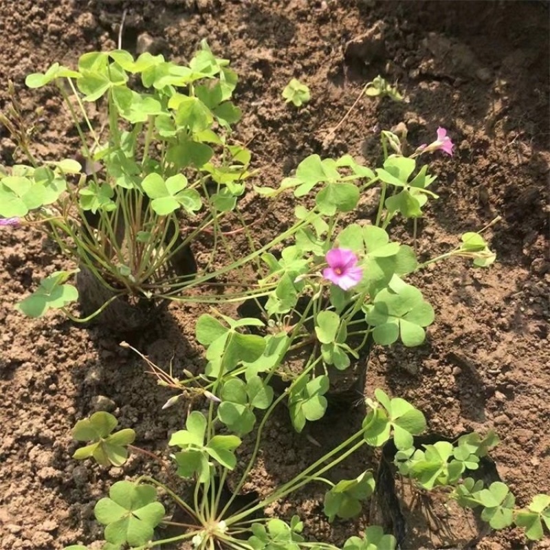红花醡浆草种植基地醡浆草基地批发供应