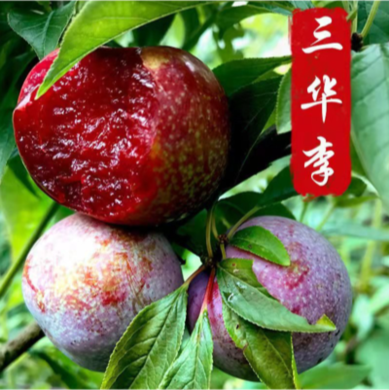 广西正宗嫁接三华李树苗南北方种植果树苗当年可结果.