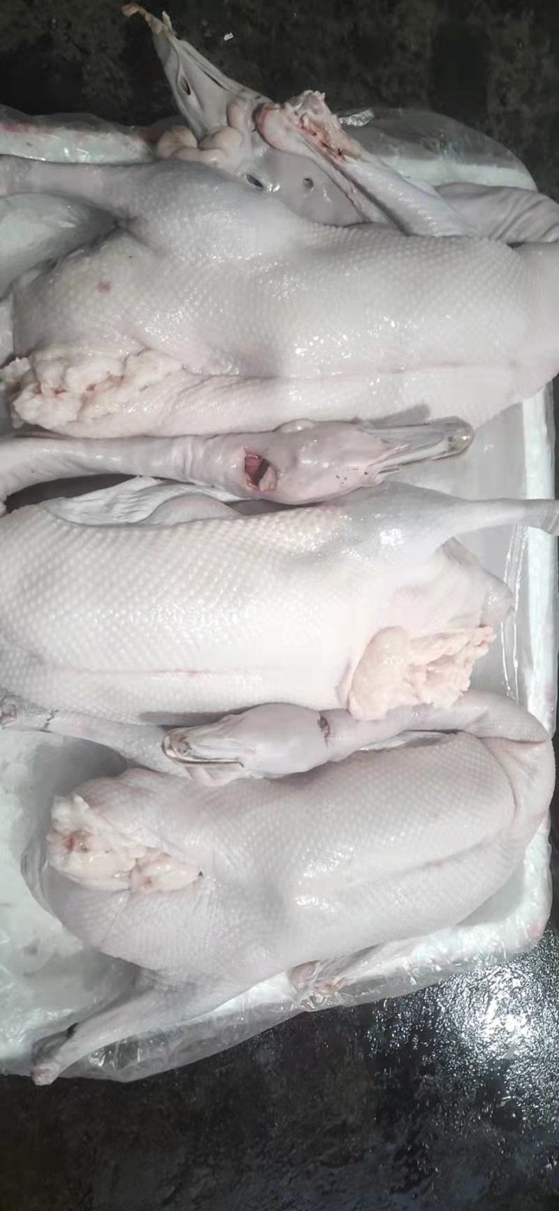 黑棕鹅，光鹅，棚鹅，全国各可以发货