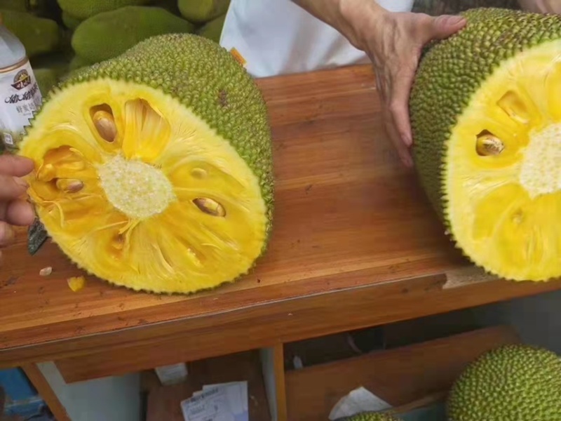 菠萝蜜苗树苗四季当年结果木菠萝嫁接苗马来黄肉南方种植盆栽