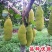 菠萝蜜苗树苗四季当年结果木菠萝嫁接苗马来黄肉南方种植盆栽
