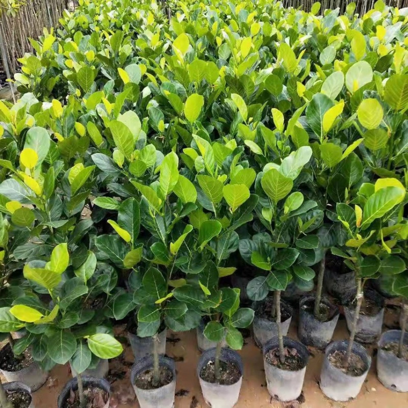 菠萝蜜苗树苗四季当年结果木菠萝嫁接苗马来黄肉南方种植盆栽