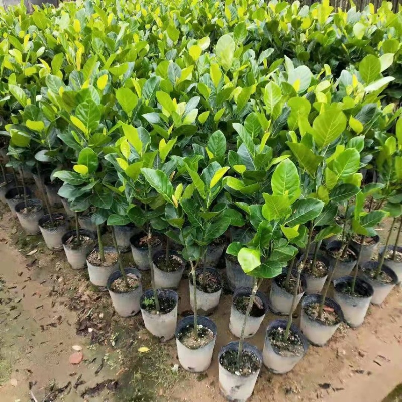 菠萝蜜苗树苗四季当年结果木菠萝嫁接苗马来黄肉南方种植盆栽