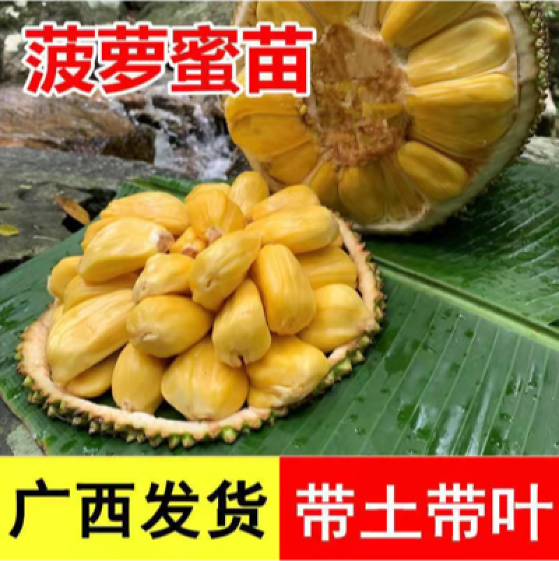 菠萝蜜苗树苗四季当年结果木菠萝嫁接苗马来黄肉南方种植盆栽