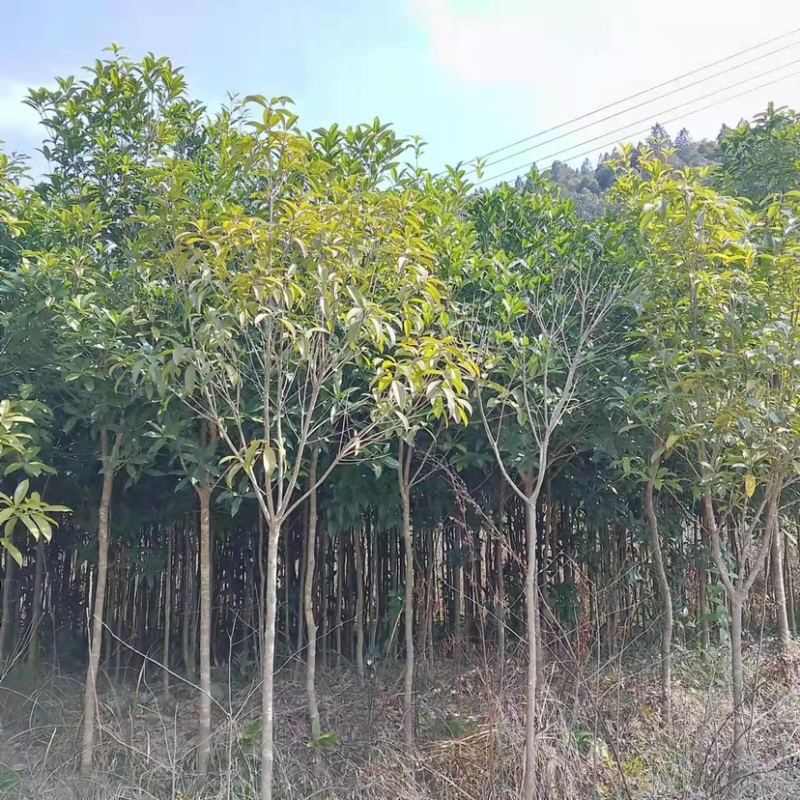 高杆桂花