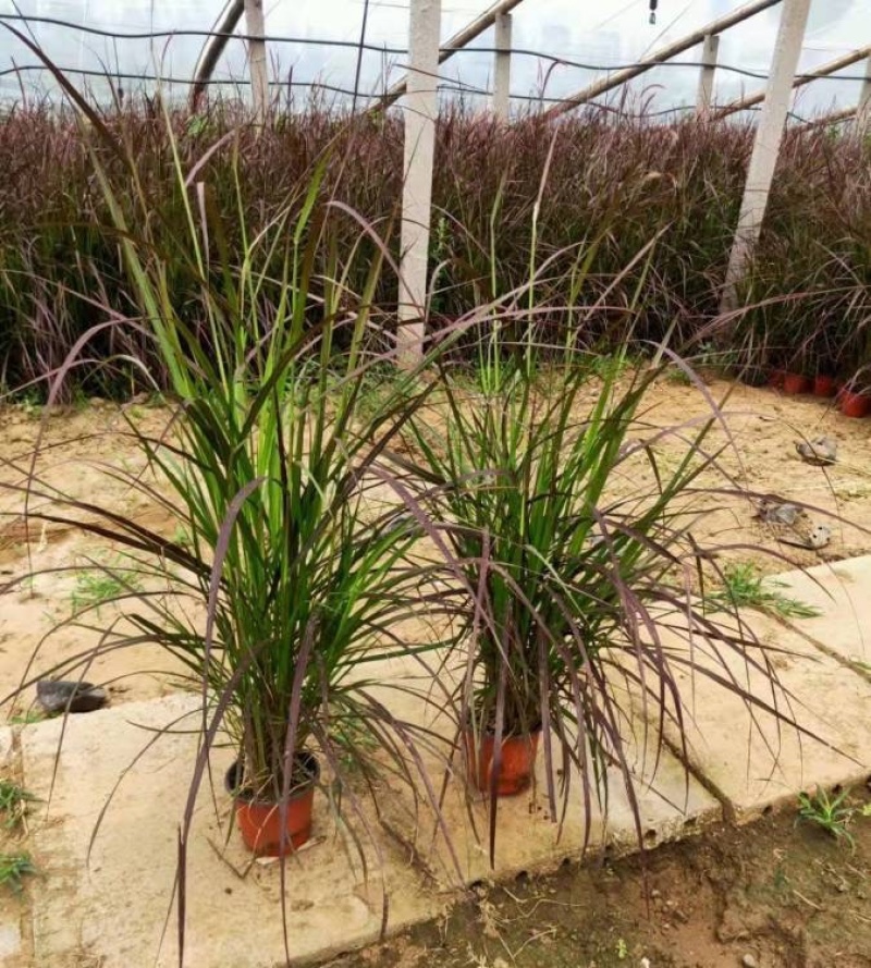 紫叶狼尾草，紫穗狼尾草，一手货源，基地直发大量供应