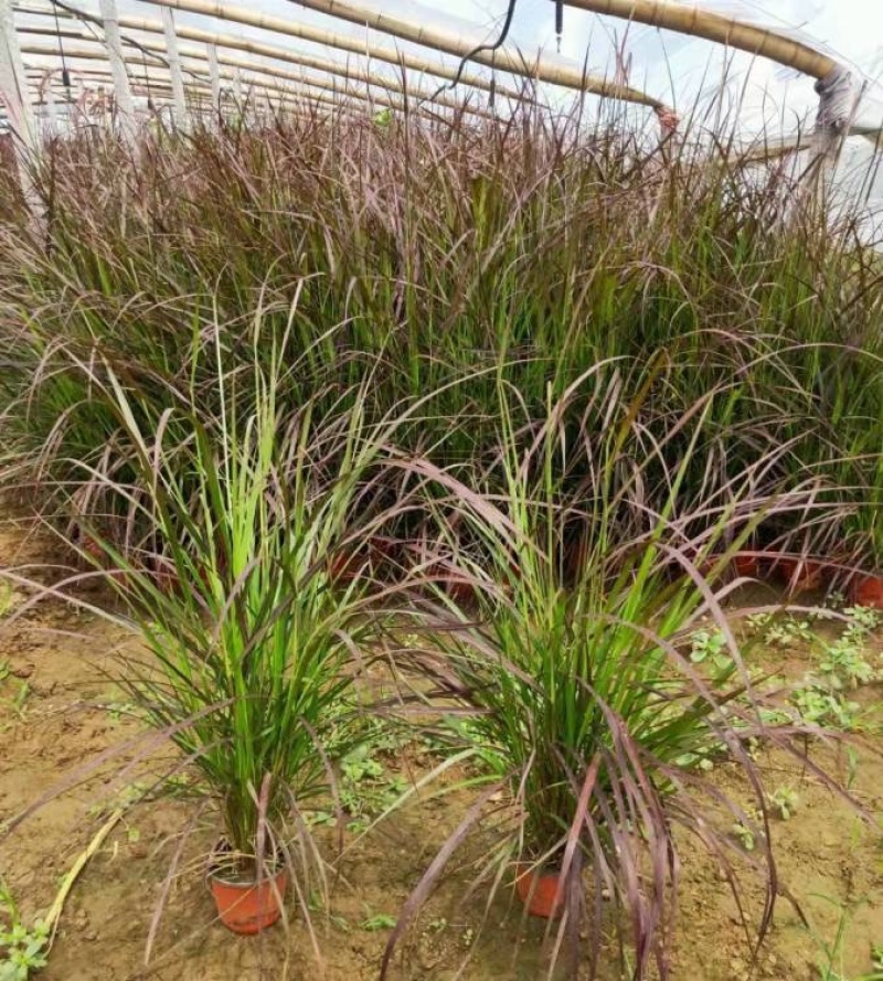 紫叶狼尾草，紫穗狼尾草，一手货源，基地直发大量供应