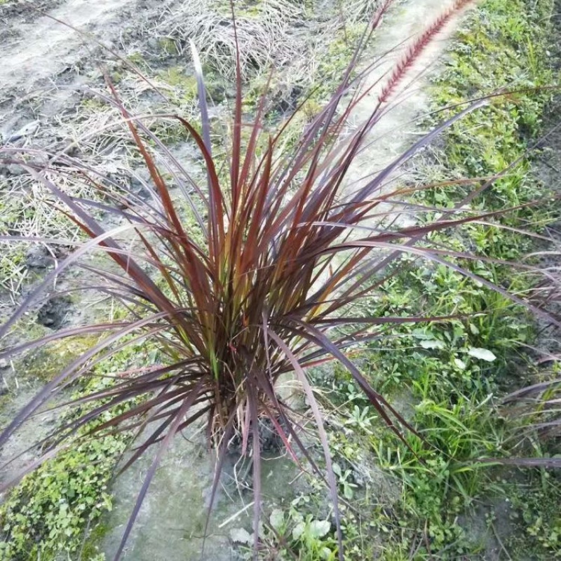紫叶狼尾草，紫穗狼尾草，一手货源，基地直发大量供应