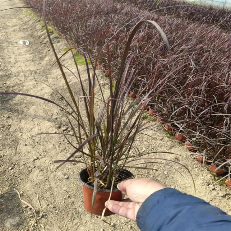 紫叶狼尾草，紫穗狼尾草，一手货源，基地直发大量供应