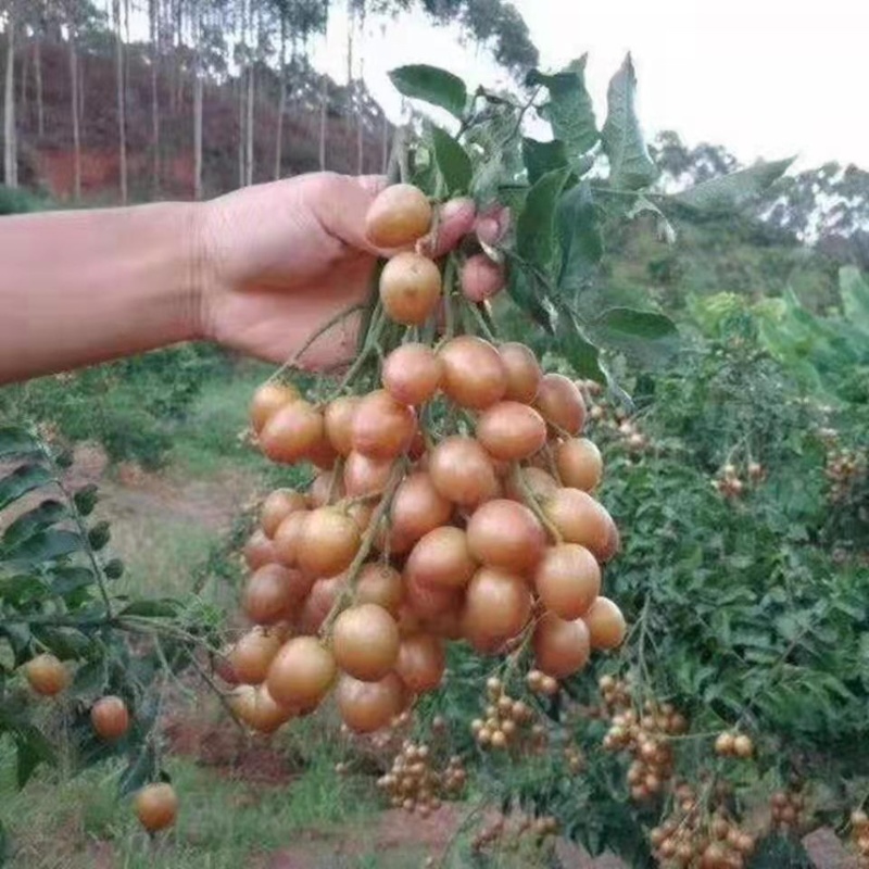 黄皮果苗紫肉黑黄皮嫁接苗鸡心无核水果树苗盆栽花卉四季种植