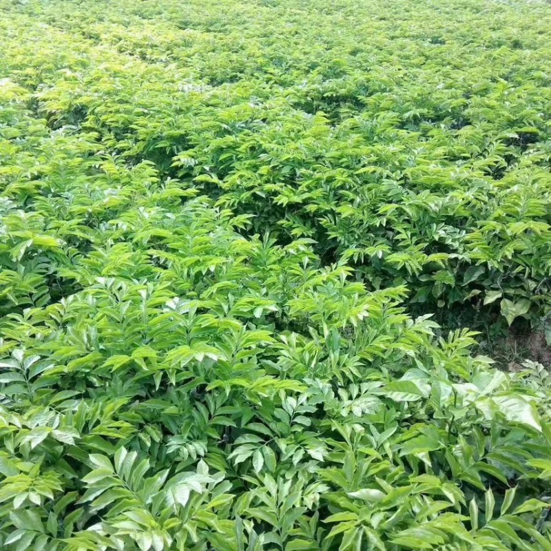 黄皮果苗紫肉黑黄皮嫁接苗鸡心无核水果树苗盆栽花卉四季种植