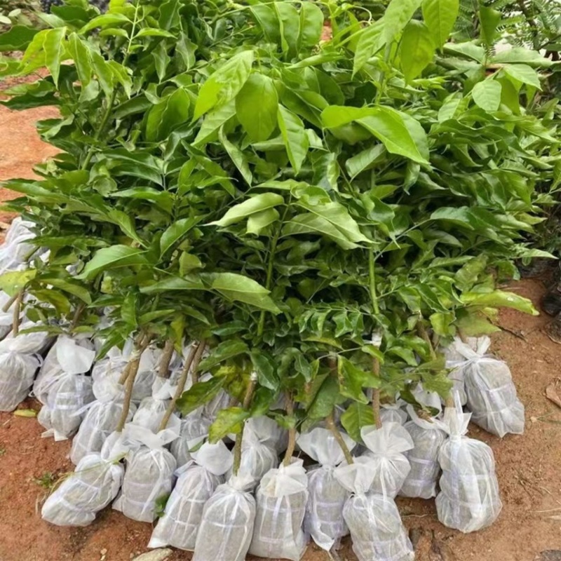 黄皮果苗紫肉黑黄皮嫁接苗鸡心无核水果树苗盆栽花卉四季种植