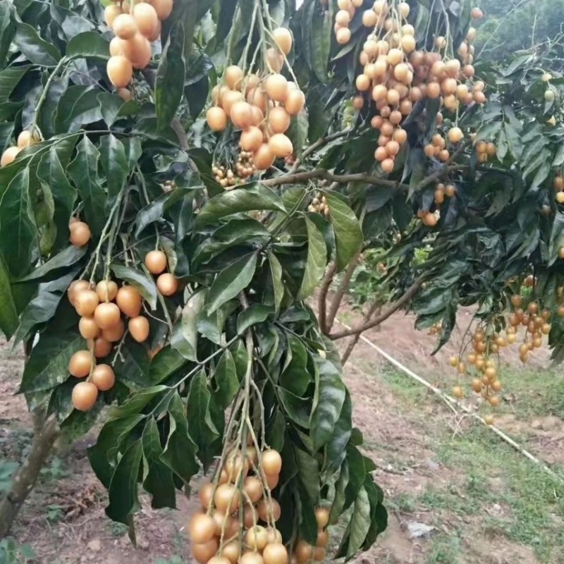 黄皮果苗紫肉黑黄皮嫁接苗鸡心无核水果树苗盆栽花卉四季种植