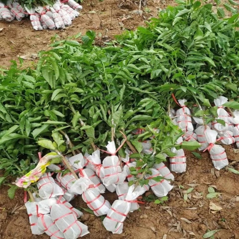 黄皮果苗紫肉黑黄皮嫁接苗鸡心无核水果树苗盆栽花卉四季种植