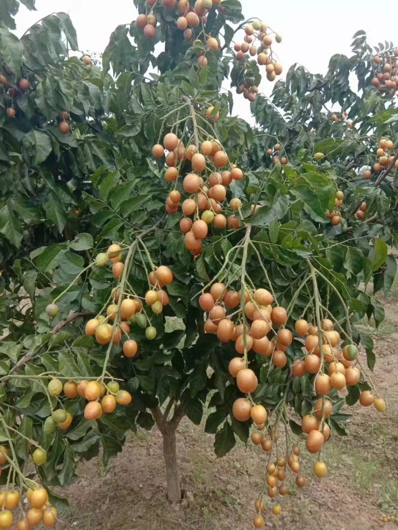 黄皮果苗紫肉黑黄皮嫁接苗鸡心无核水果树苗盆栽花卉四季种植