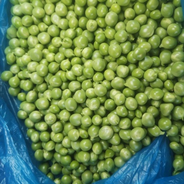 长寿仁豌豆米