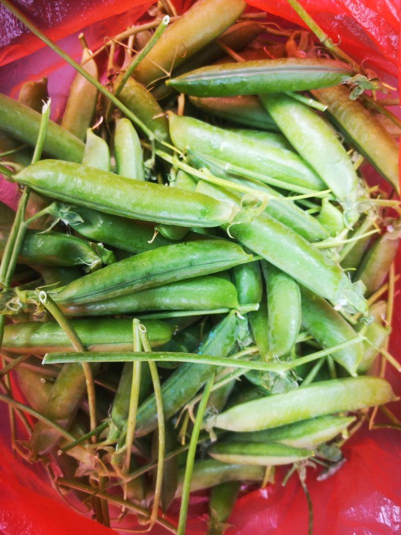 长寿仁豌豆米