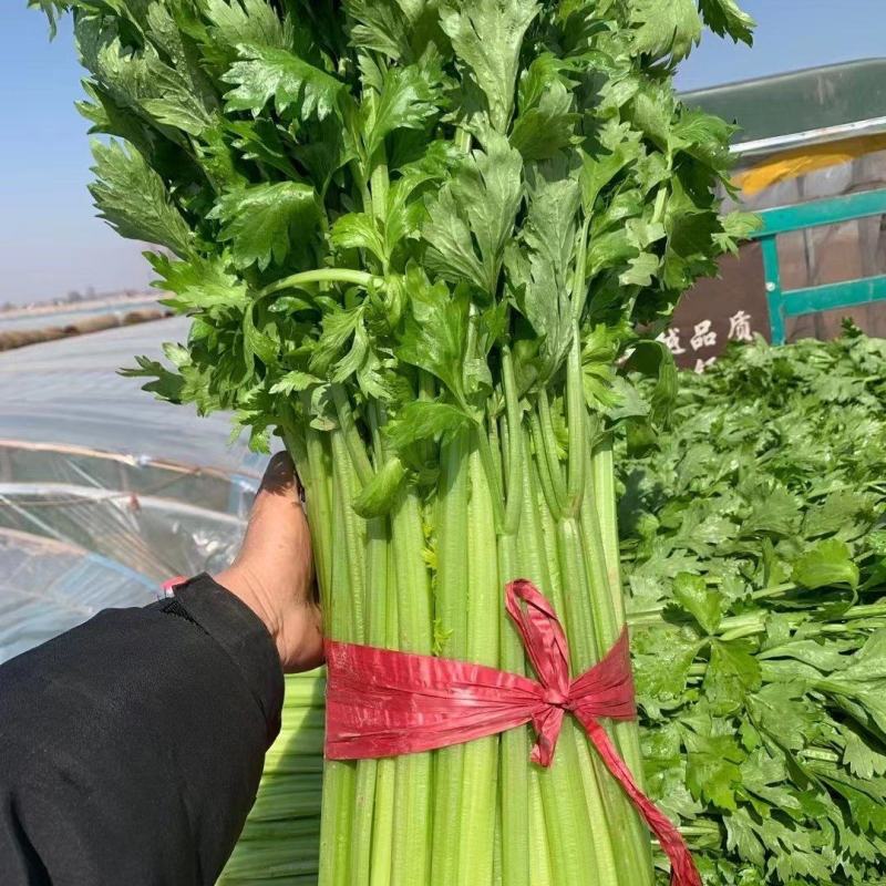 精品西芹商超供应一手货源源头商家欢迎来电咨询