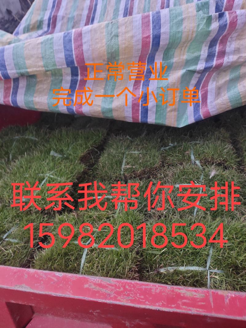 百慕大，台湾2号草坪带土块成活率高