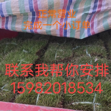 百慕大，台湾2号草坪带土块成活率高