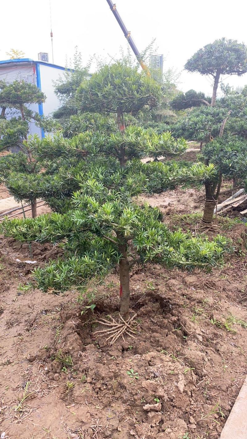 精品造型松黑松罗汉松景观优美基地直销