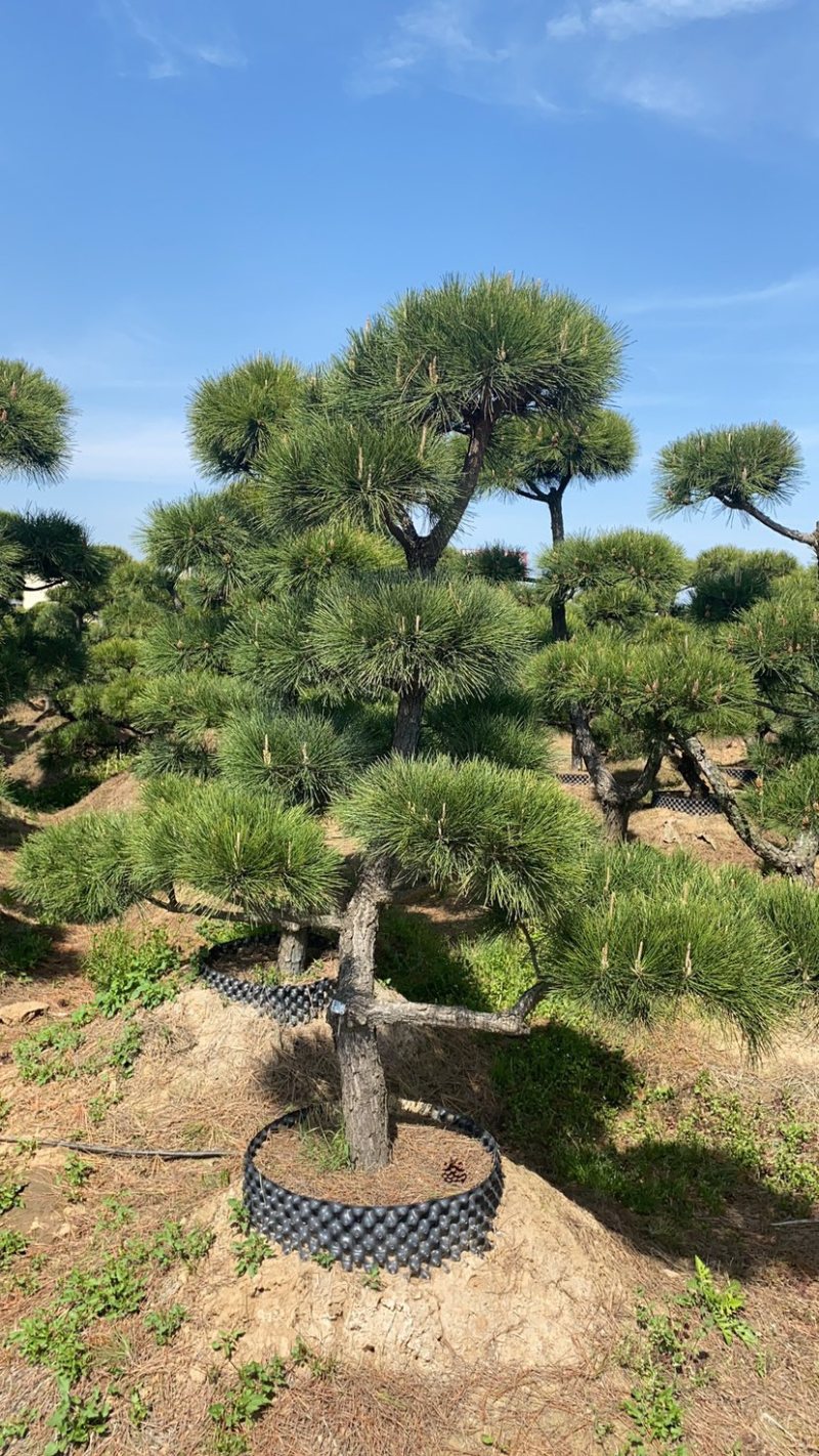 精品造型松黑松罗汉松景观优美基地直销