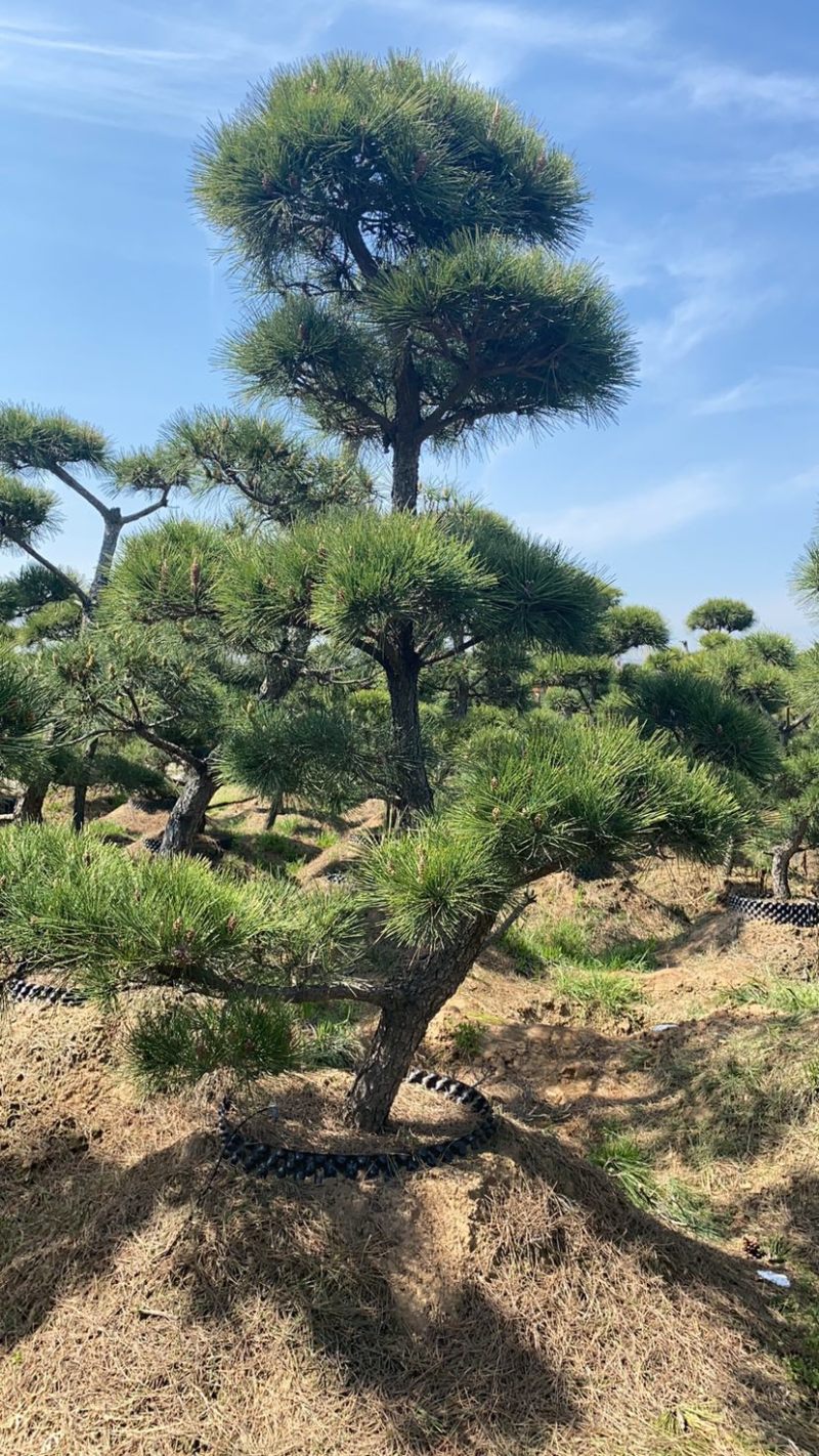 精品造型松黑松罗汉松景观优美基地直销
