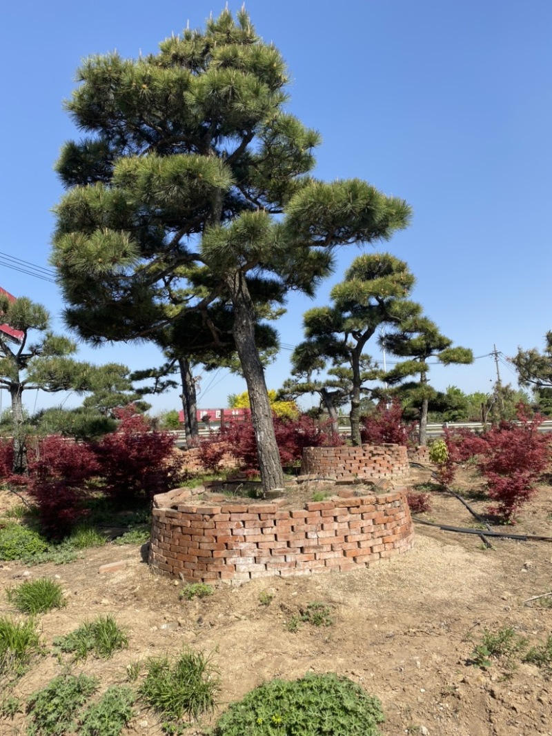 精品造型松黑松罗汉松景观优美基地直销