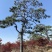 精品造型松黑松罗汉松景观优美基地直销