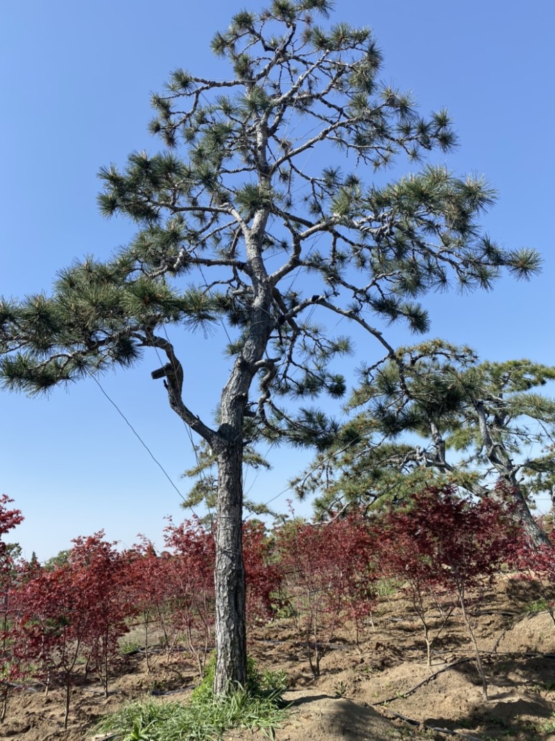 精品造型松黑松罗汉松景观优美基地直销