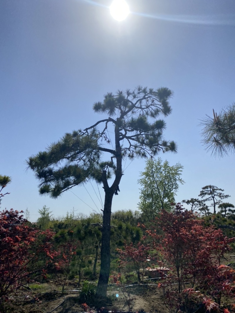 精品造型松黑松罗汉松景观优美基地直销