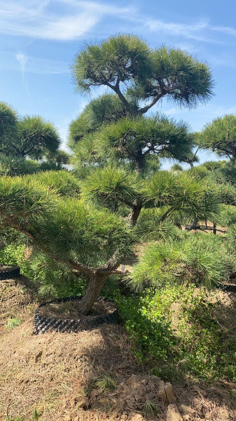精品造型松黑松罗汉松景观优美基地直销