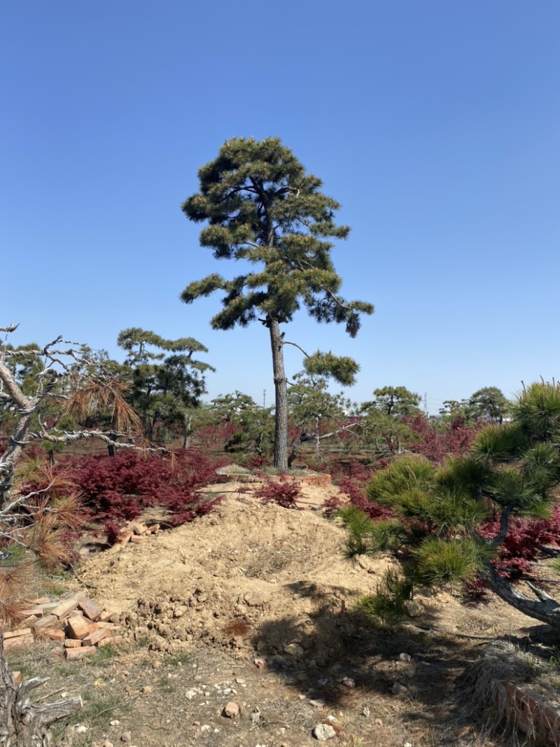 精品造型松黑松罗汉松景观优美基地直销
