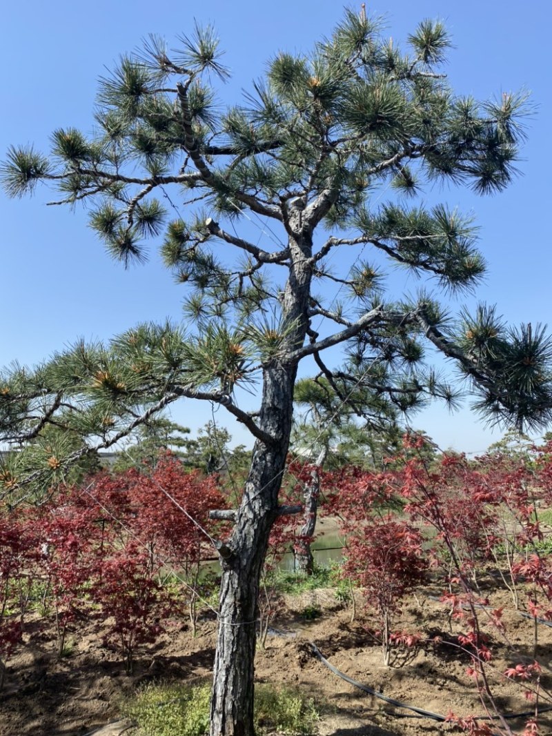 精品造型松黑松罗汉松景观优美基地直销