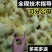 【三花鹅苗】厂家直供鹅苗大量有货诚信服务经营包售后